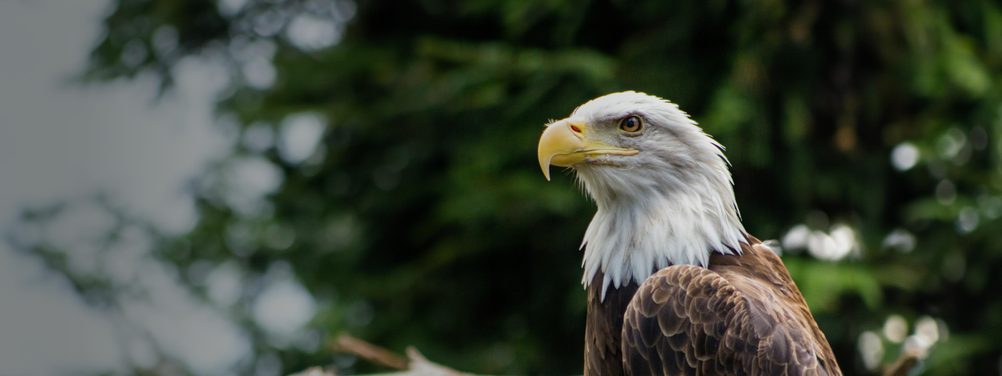 heroImage eagle desktop