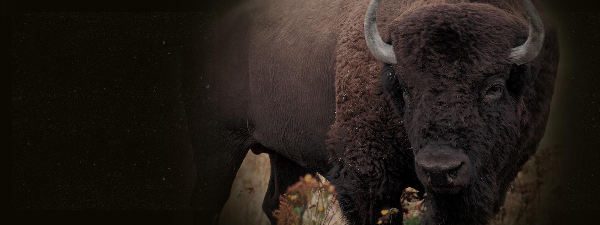 heroImage buffalo desktop