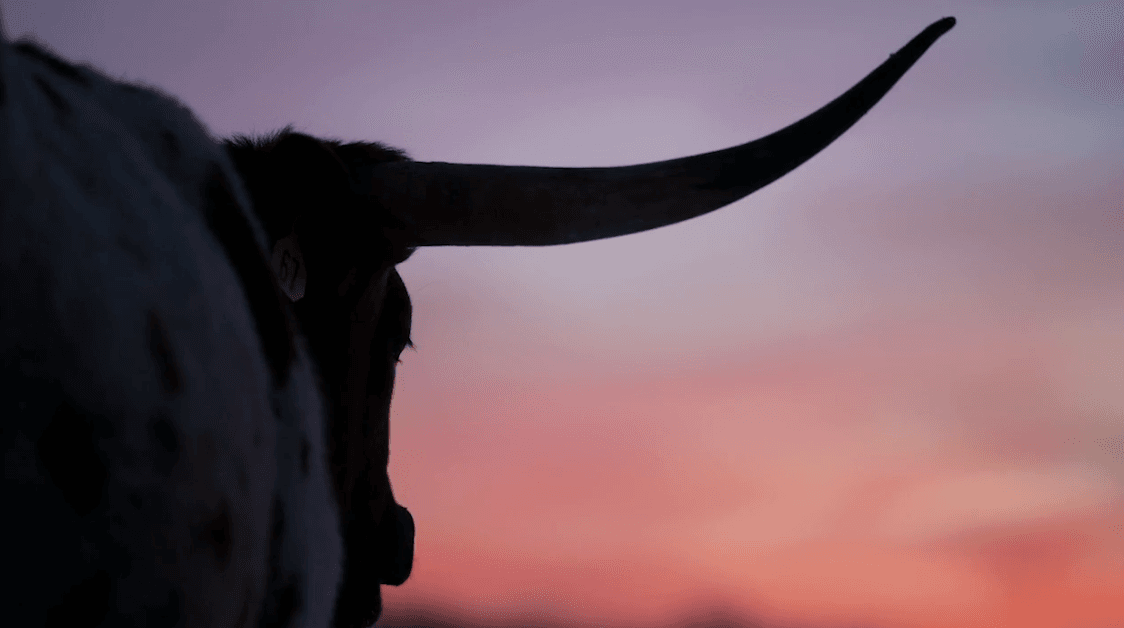 Bull Sunset Placeholder